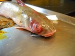 Using quantitative polymerase chain reaction (qPCR) and occupancy models to estimate atypical Aeromonas hydrophila (aAh) prevalence in catfish