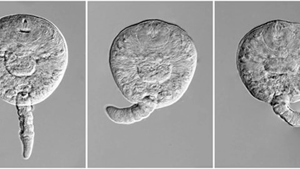 Trematode parasitism increases mortality in marsh ramshorn snails Planorbella trivolvis exposed to repeated low-dose copper sulfate treatments in laboratory trials