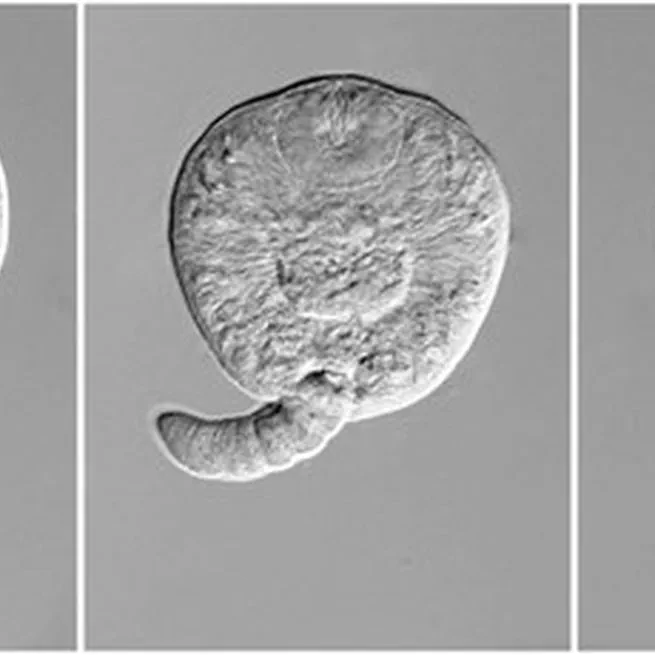 Trematode parasitism increases mortality in marsh ramshorn snails Planorbella trivolvis exposed to repeated low-dose copper sulfate treatments in laboratory trials